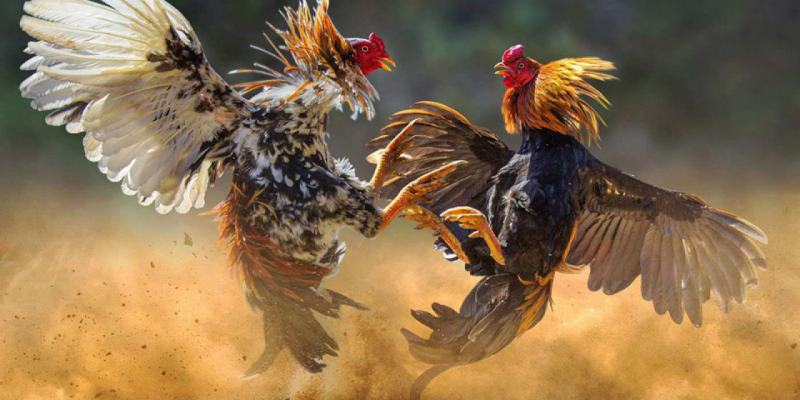 Người chơi nên theo dõi lịch thi đấu thường xuyên